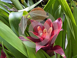 Scarlet star / Guzmania lingulata / Droophead Tufted Airplant, Orange Star, Vase Plant, Flor del incienso, Bromelija, Karaguata photo