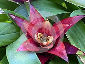 Scarlet star / Guzmania lingulata / Droophead Tufted Airplant, Orange Star, Vase Plant, Flor del incienso, Bromelija, Karaguata photo