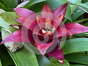 Scarlet star / Guzmania lingulata / Droophead Tufted Airplant, Orange Star, Vase Plant, Flor del incienso, Bromelija, Karaguata photo