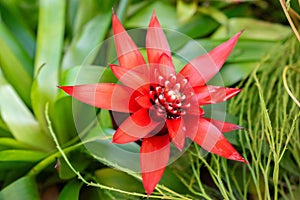 Scarlet star or Guzmania Lingulata plant in Saint Gallen in Switzerland