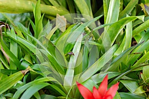 Scarlet star or Guzmania Lingulata plant in Saint Gallen in Switzerland