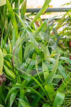 Scarlet star or Guzmania Lingulata plant in Saint Gallen in Switzerland