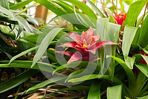 Scarlet star or Guzmania Lingulata plant in Zurich in Switzerland photo