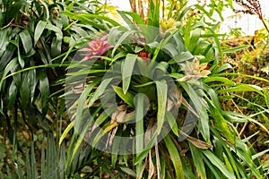 Scarlet star or Guzmania Lingulata plant in Zurich in Switzerland photo