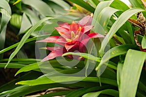 Scarlet star or Guzmania Lingulata plant in Zurich in Switzerland photo