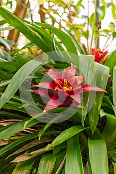 Scarlet star or Guzmania Lingulata plant in Zurich in Switzerland photo