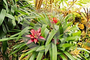 Scarlet star or Guzmania Lingulata plant in Zurich in Switzerland photo