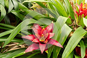 Scarlet star or Guzmania Lingulata plant in Zurich in Switzerland photo