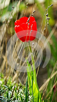 Scarlet stranger photo