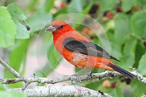 Scarlet Tanager photo