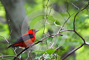 Scarlet Tanager