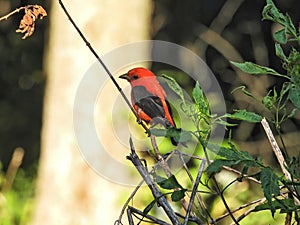 Scarlet Tanager Bird on a Tree Branch