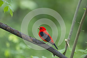 Scarlet tanager: Piranga olivacea