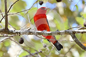 Scarlet Tanager (Piranga olivacea) photo