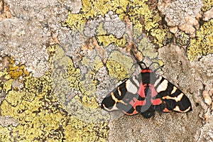 The Scarlet Tiger Moth Arctia Festiva