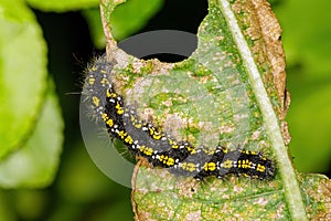 Scarlet Tiger Moth caterpillar - Callimorpha dominula, feeding on a teasel leaf.