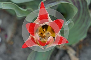 A scarlet tulip with open petals looks more like a star.