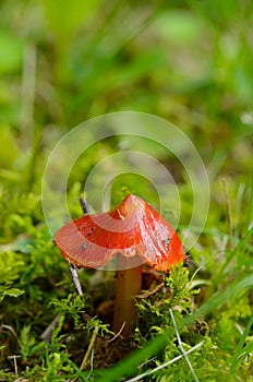 Scarlet Wax Cap mini Mushroom in Finger Lakes NYS