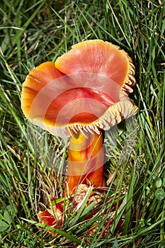 Scarlet Waxcap fungi