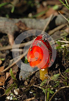 Scarlet Waxcap Mushroom 2