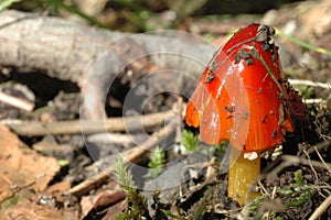 Scarlet Waxcap Mushroom 3