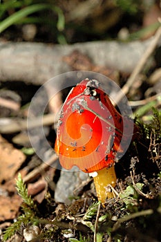 Scarlet Waxcap Mushroom 5