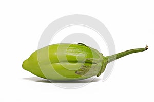 Scarlet on white background