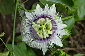 Scarletfruit passionflower