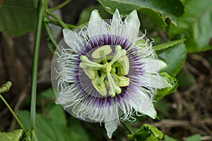 Scarletfruit passionflower photo