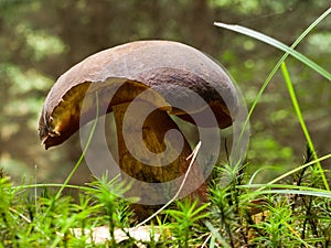 Scarletina bolete