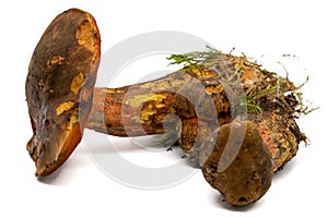 Scarletina bolete isolated white background