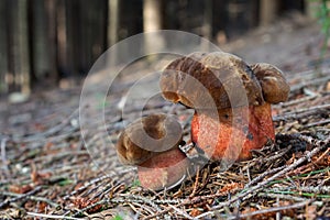 Scarletina Bolete - Neoboletus luridiformis