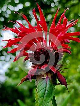 Scarlett Beebalm flower nature garden art