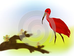 The scarlett ibis photo