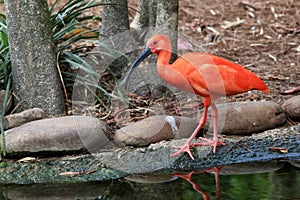 Scarlett Ibis At Water`s Edge