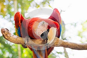 Scarlett Macaw bird parrot in Macaw Mountain, Copan Ruinas, Honduras, Central America photo