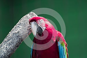 Scarlett Macaw bird parrot. Red and blue macaw