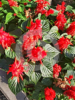 This scarlett sage plant has red flowers and green leaves