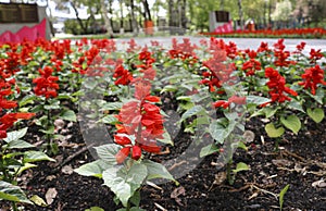 Scarlett sage Salvia splendens red flowers in a flower bed close-up.