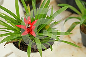 Scarlett star or droophead tufted airplant