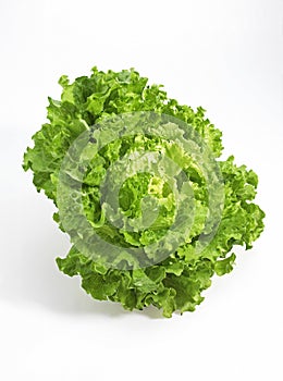 Scarole, cichorium intybus, Salad agains White Background