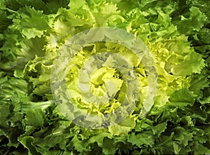 Scarole, cichorium intybus, Salad agains White Background