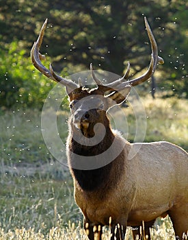 Battle Hardened Bull Elk photo