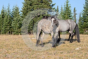 Cicatrizado azul manzana blanca Salvaje un caballo yeguas en montanas Salvaje un caballo rango en unido Estados 