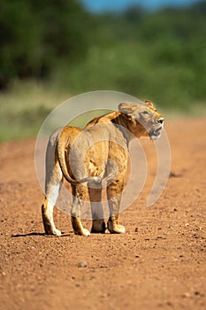 Scarred lioness stands on track looking right