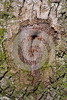 Scarred tree