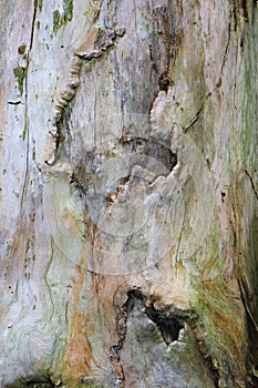 The scarring of a tree viewed up close and digitally reworked photo