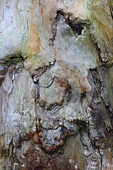 The scarring of a tree viewed up close and digitally reworked