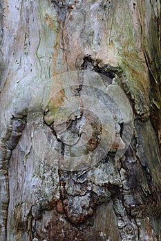 The scarring of a tree viewed up close and digitally reworked