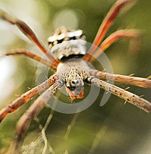 Scarry eyes of eight legged insect